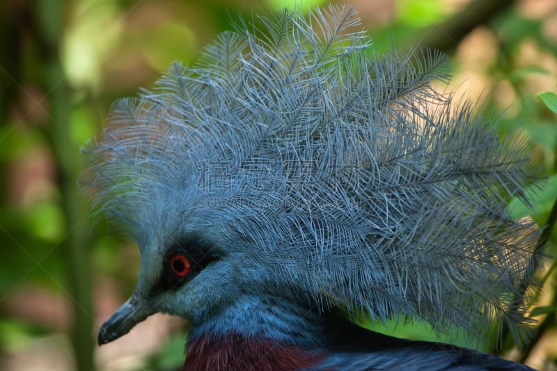 有冠鸽,scheepmaker's crowned pigeon,南,巴布亚新几内亚,水平画幅,鸟类,动物身体部位,野外动物,特写,动物主题