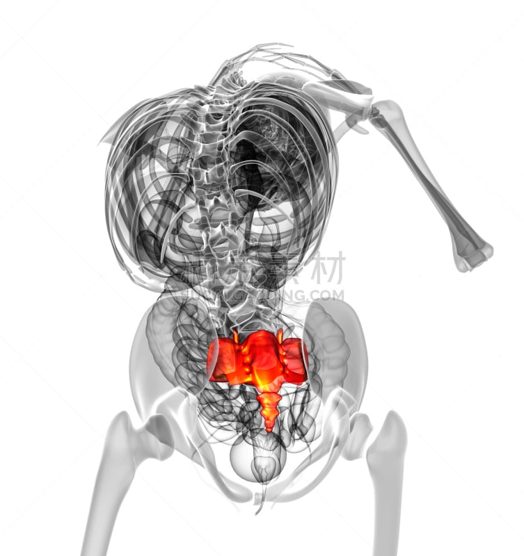 骶骨,健康保健,骨骼,插画,三维图形,坐骨,腓骨,胸腔,股骨,骨盆