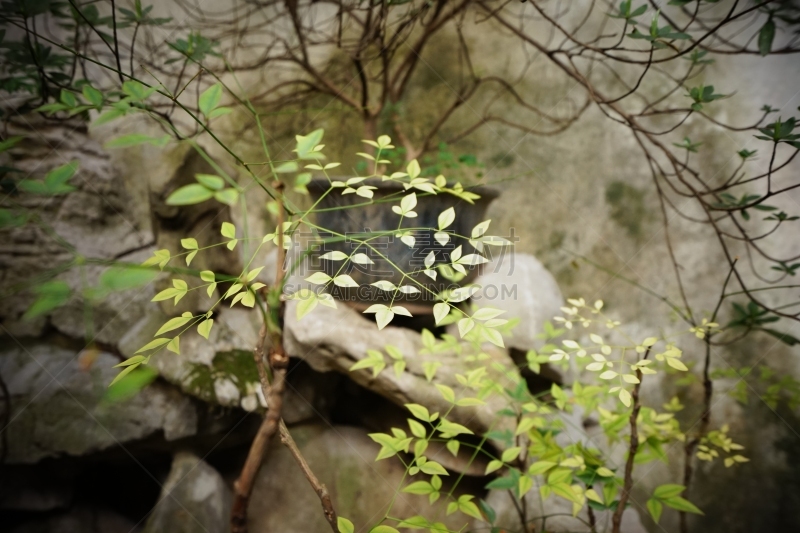 西塘古镇,无人,古老的,图像,户外,水平画幅,中式庭院,树,摄影,旅游