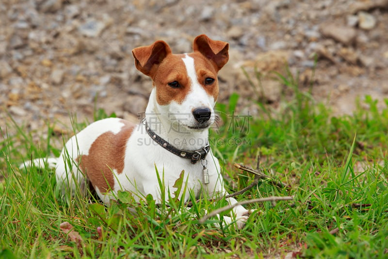 杰克拉瑟短腿犬,狗,梅花j,褐色,水平画幅,进行中,梗犬,夏天,阴影,偏远的