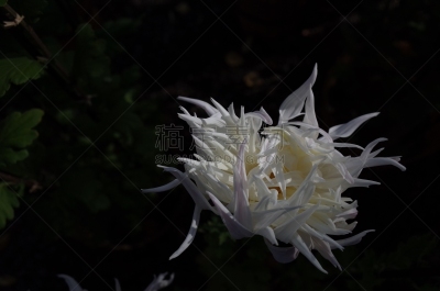白色,菊花,江户时代,传统,清新,仅一朵花,枝繁叶茂,自然美,植物,户外