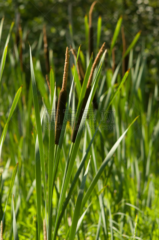 Bulrush plants in the swamp