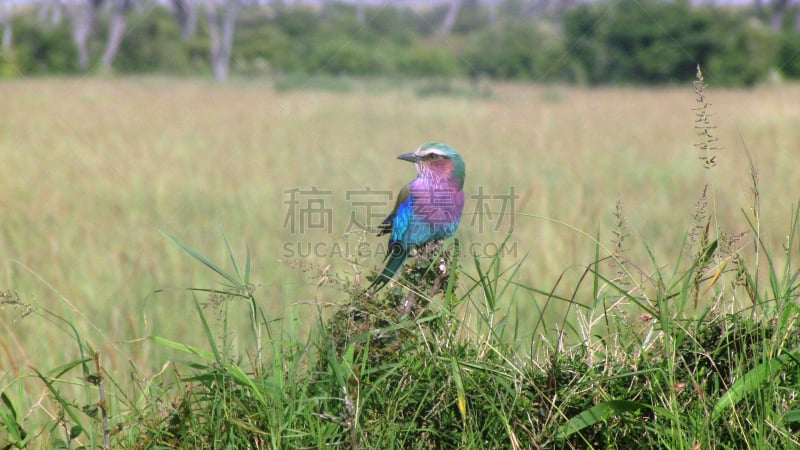 紫胸佛法僧鸟,野生动物,水平画幅,无人,2015年,鸟类,野外动物,马赛马拉国家保护区,狩猎动物,肯尼亚