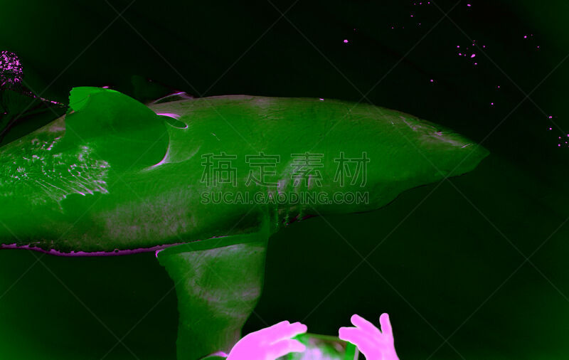 旅行者,大白鲨,海洋生命,野生动物,一只动物,鲨鱼,动物,海鱼,水生动植物,危险