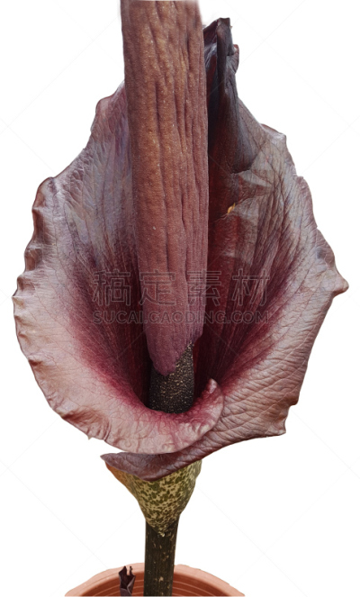 魔芋,蒟蒻,高雅,鲜花盛开,垂直画幅,臭,图像,白星海芋植物,花序,花瓣