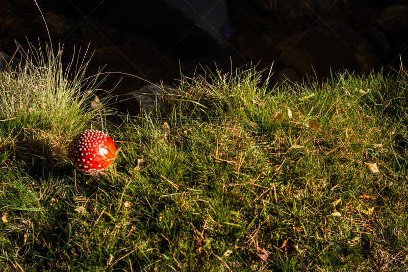 Setas de otoño en su habitat natural. Boletus Edulis, Amanita Muscaria, Panaleolus. Bosque en España, Europa.