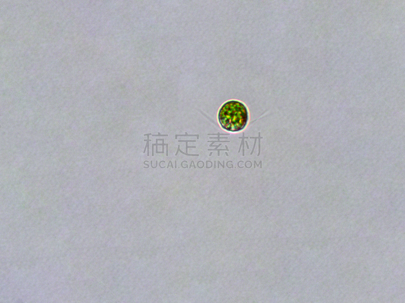 衣藻,藻类,放大效果,信笺针,在下面,生物燃料,显微镜,科学实验,生物课,细胞