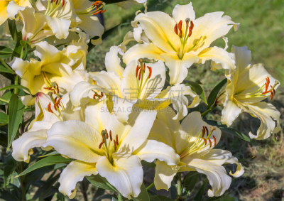 百合花,园林,黄色,花朵,美,复活节,芳香的,水平画幅,动物身体部位,夏天