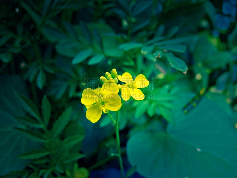 芥菜田,仅一朵花,黑芥子,芥菜,自然,水平画幅,十字花科,无人,香料,户外