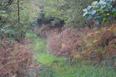 秋天,小路,bodmin moor,蕨类,自然,康沃尔,图像,英国,无人,树林