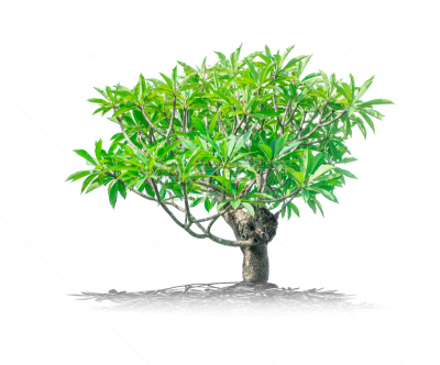 雨豆树,自然,水平画幅,枝繁叶茂,根部,无人,有机食品,巨大的,白色背景,户外