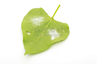 粉虱,昆虫群,马铃薯,叶子,植物,水平画幅,害虫,无人,园艺,摄影