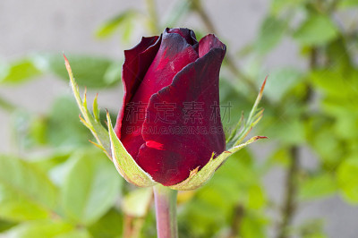 玫瑰,红色,粉色,花蕾,开着的,白色,菜园,季节,塔夫绸,玻璃纱