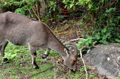 喀拉拉邦,印度,慕那尔,山,野山羊,顶部,褐色,水平画幅,nilgiri tahr,野生动物保护