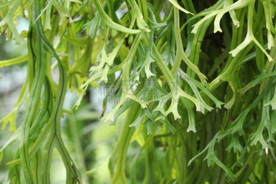 植物,背景,自然,自然美,燕窝蕨,自然界的状态,环境,泰国,公园,细胞