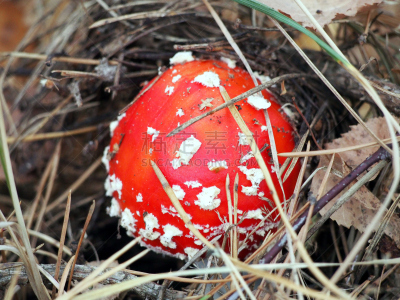 毒蘑菇,森林,一个物体,水平画幅,无人,苔藓,户外,生物学,草,特写