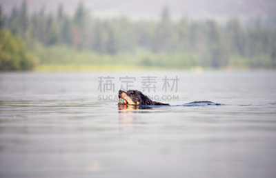 湖,寻回（动物习性）,罗威纳犬,进行中,球,晒黑,水,美,水平画幅,沙子