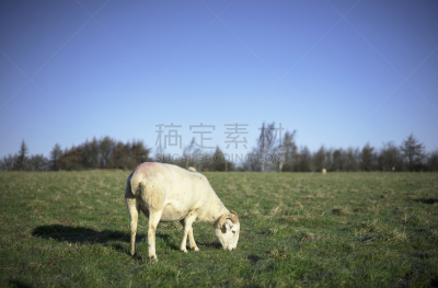 绵羊,田地,英国健壮绵羊,小农地,格洛斯特郡,羊群,蹄,多塞特郡,稀缺,停泊的