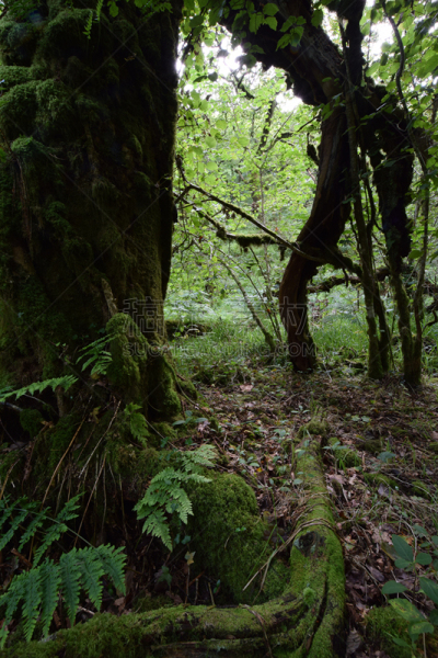 木制,科学,建筑工地,个性,bodmin moor,蕨类,垂直画幅,无人,英国,苔藓