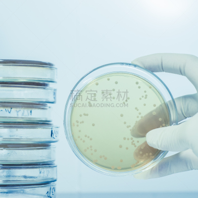 微生物,皮氏培养皿,充满的,盘子,嗜肺性军团病杆菌,科学,生物学,生物化学,实验室,枯草芽孢杆菌