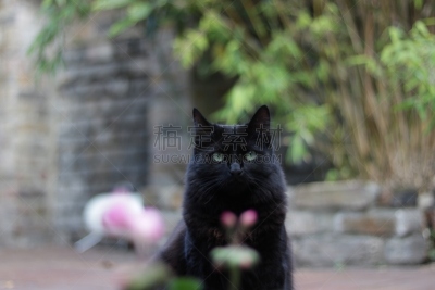 埃拉,苏格兰粗毛猎狐犬,猎犬,梗犬,水平画幅,家畜,无人,英国,暗色,狗