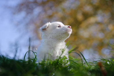 小狗,莱卡犬,注视镜头,自然,天空,水平画幅,绿色,肖像,户外,草