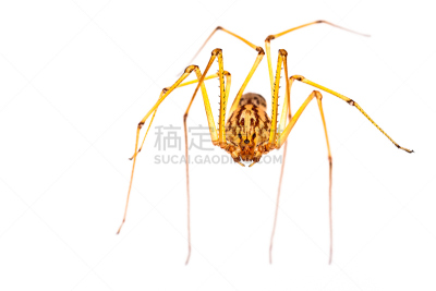 蜘蛛,恐怖,爸爸长腿蛛,蜘蛛恐惧症,正面视角,水平画幅,无人,动物身体部位,蜘蛛纲,怪异