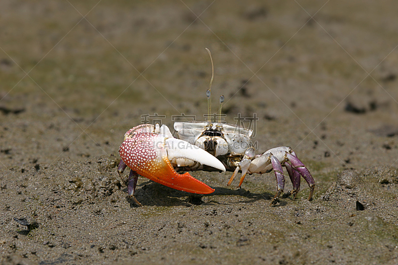 fiddler crab,红树,巴拿马,螃蟹,水平画幅,无人,摄影