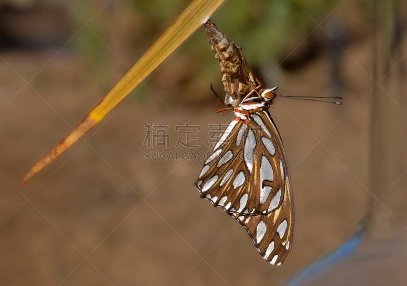 蝴蝶,海湾豹纹蝶,豹纹蝶,西番莲,河滨县,新的,水平画幅,无人,茧,加利福尼亚