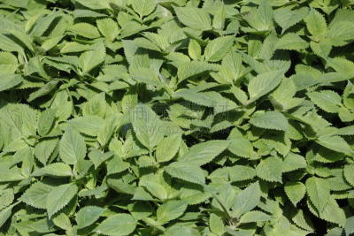 菜园,薄荷朱利酒,绿薄荷,越南,十月,薄荷醇,胡椒薄荷,装饰菜,香料,食品