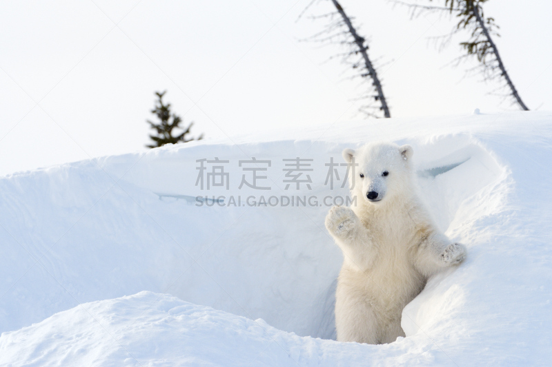 幼兽,北极熊,小熊,北极,熊,哈得森海湾,加拿大,动物,马尼托巴湖,野生动物