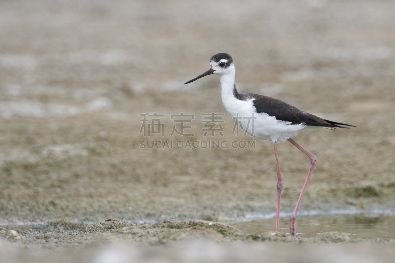 波多黎各,谷安尼卡岛,黑颈长脚鹬,水,水平画幅,鸟类,干燥的森林,动物身体部位,鷸形目,白色