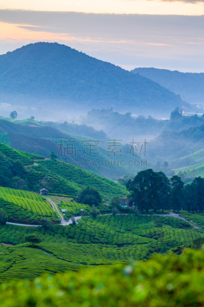 金马仑高原,茶树,早晨,雾,垂直画幅,山,无人,户外,马来西亚,农作物