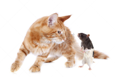 缅因库恩猫,老鼠,小猫,姜黄色的猫,褐色,水平画幅,进行中,爪子,动物身体部位,友谊