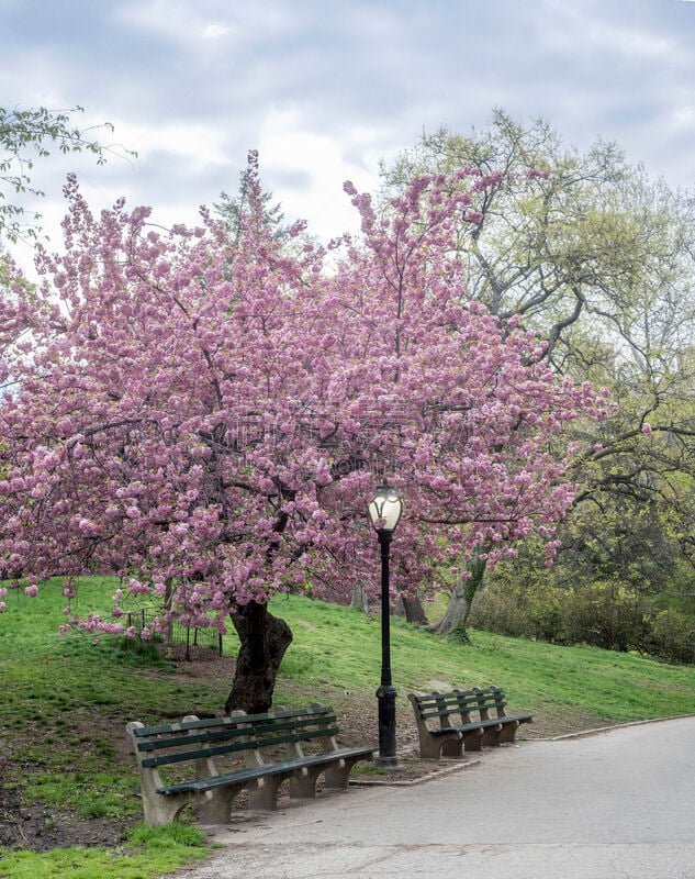 Central Park, New York City spring