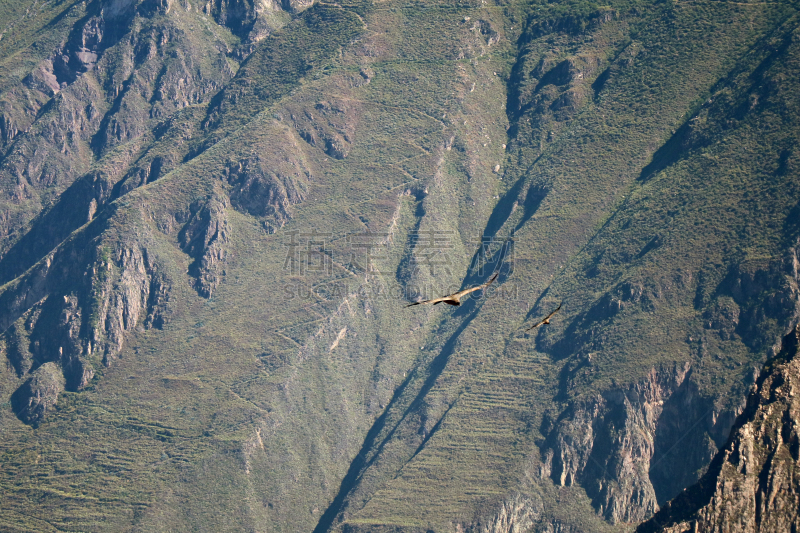 科尔卡峡谷,两只动物,秘鲁,阿雷基帕地区,安第斯秃鹫,苏格兰高地,自然界的状态,自由,野生动物,翅膀