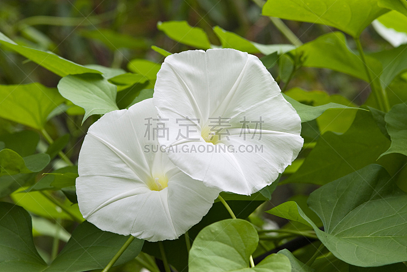 月光花 月光花图片 月光花素材下载 稿定素材