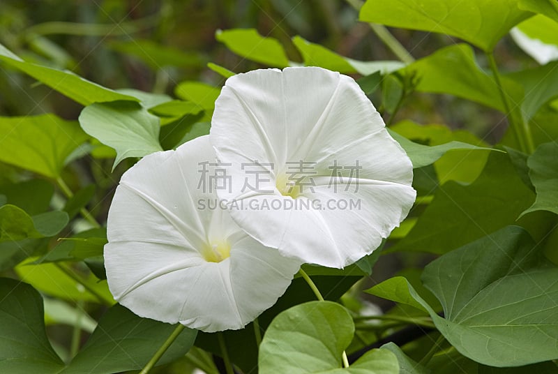 月光花 月光花图片 月光花素材下载 稿定素材 月光花 月光花图片 月光花素材下载 稿定素材