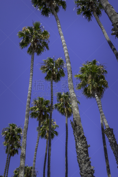 天空,棕榈树,蓝色,好莱坞,棕树之王,复叶,垂直画幅,洛杉矶县,夏天,美洲