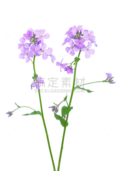 紫罗兰,芥末,自然,垂直画幅,无人,夏天,背景分离,野生植物,特写,野花