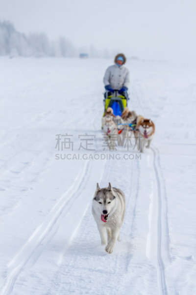 雪,动物雪车,冬天,狗拉雪橇驾驶员,女人,赛狗比赛,在之后,活力,动物拉雪橇比赛,可爱的