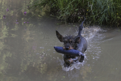 腊肠犬,宠物,图像,钢毛德国猎犬,狗,猎犬,池塘,家畜,动物,水
