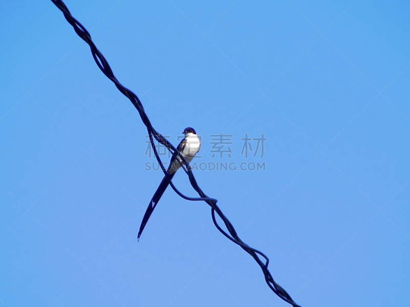 燕子,金属丝,电缆,天空,野生动物,水平画幅,可爱的,无人,蓝色,鸟类