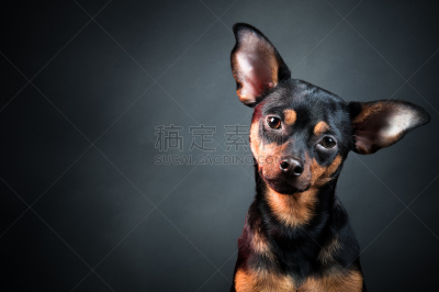 toy terrier,小狗,狗,肖像,黑色背景,绅士俱乐部,性别标志,梗犬,动物躯干,珍珠首饰