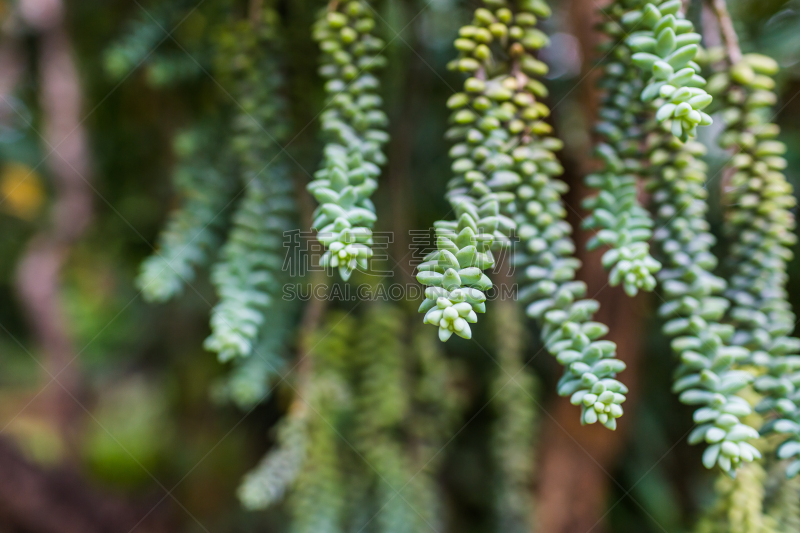 绿色,驴尾草,美,水平画幅,无人,室内植物,景天属植物,特写,泰国,白色