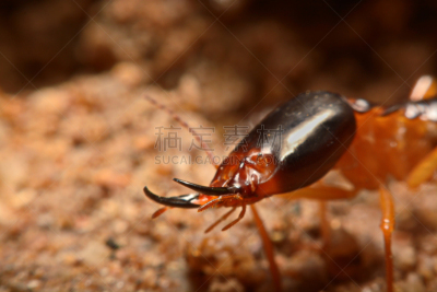 白蚁,腰部以下,艺术,水平画幅,无人,古老的,海产,蜘蛛纲,特写,泰国