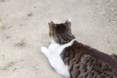 猫,动物,派克大街,灰色,水平画幅,仿旧磨损的效果,蓝色,日本,猫科动物