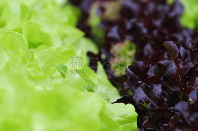 莴苣,红散叶莴苣,散叶莴苣,饮食,水平画幅,绿色,无人,有机食品,夏天,户外
