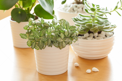 玉树,景天科拟石莲花属植物,室内植物,白色,锅,皱叶椒草,景天科的,发财树,水平画幅,枝繁叶茂
