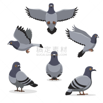 鸟类,卡通,矢量,绘画插图,鸽子式,原鸽,鸽子,喙,斑鸠,动物身体部位